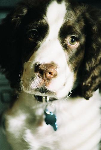 https://images.dog.ceo/breeds/springer-english/n02102040_7195.jpg