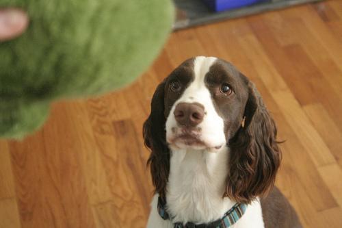 https://images.dog.ceo/breeds/springer-english/n02102040_742.jpg