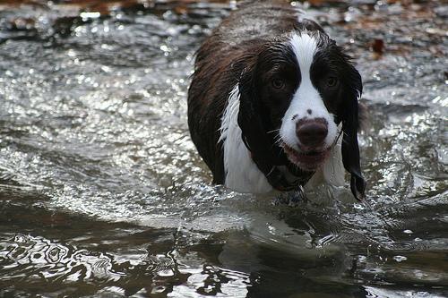 https://images.dog.ceo/breeds/springer-english/n02102040_7659.jpg