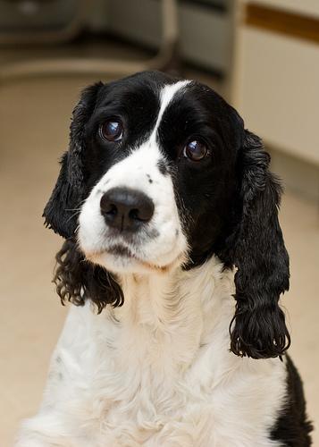 https://images.dog.ceo/breeds/springer-english/n02102040_835.jpg