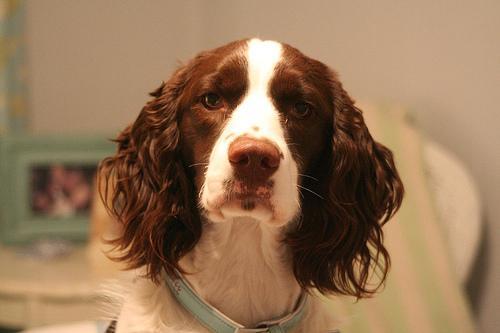 https://images.dog.ceo/breeds/springer-english/n02102040_876.jpg