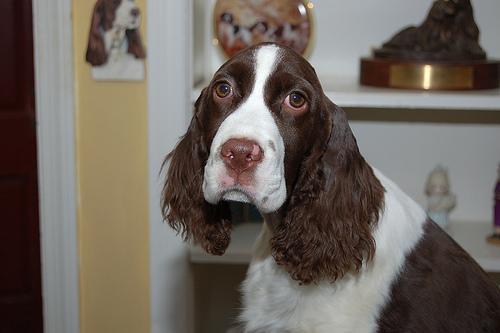 https://images.dog.ceo/breeds/springer-english/n02102040_902.jpg