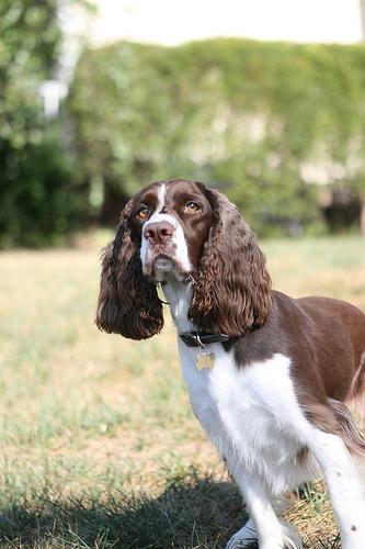 https://images.dog.ceo/breeds/springer-english/n02102040_97.jpg