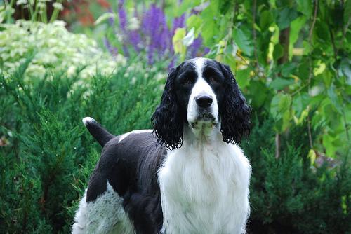 https://images.dog.ceo/breeds/springer-english/n02102040_986.jpg