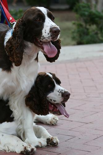 https://images.dog.ceo/breeds/springer-english/n02102040_988.jpg