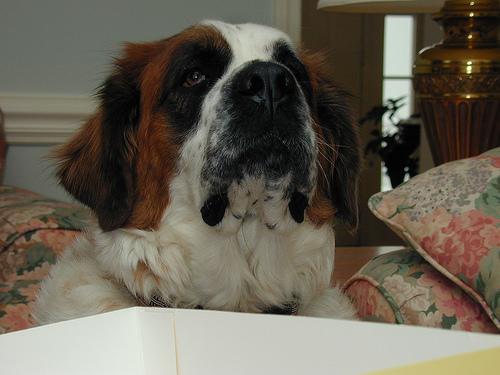 https://images.dog.ceo/breeds/stbernard/n02109525_10032.jpg