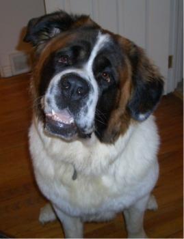 https://images.dog.ceo/breeds/stbernard/n02109525_10063.jpg