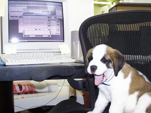 https://images.dog.ceo/breeds/stbernard/n02109525_10146.jpg