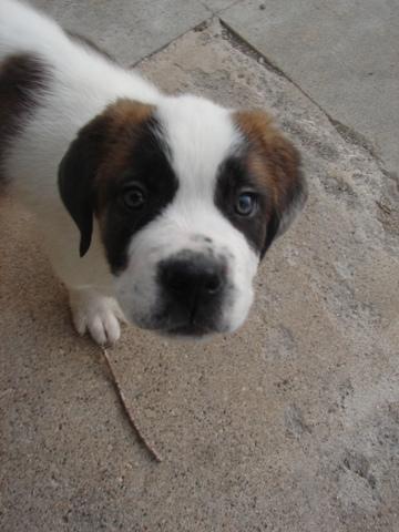 https://images.dog.ceo/breeds/stbernard/n02109525_10215.jpg