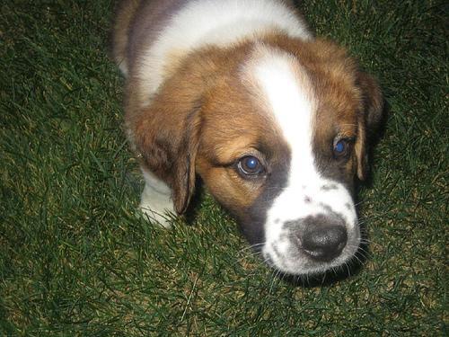 https://images.dog.ceo/breeds/stbernard/n02109525_10251.jpg