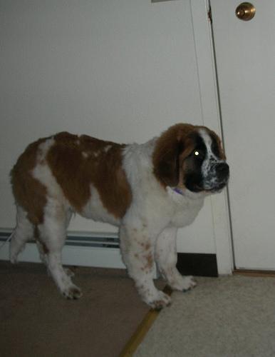 https://images.dog.ceo/breeds/stbernard/n02109525_10297.jpg