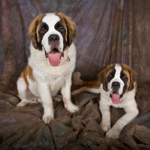 https://images.dog.ceo/breeds/stbernard/n02109525_10332.jpg