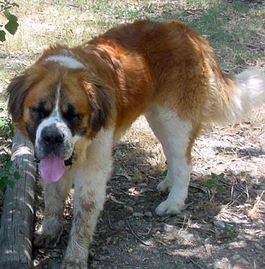 https://images.dog.ceo/breeds/stbernard/n02109525_10374.jpg