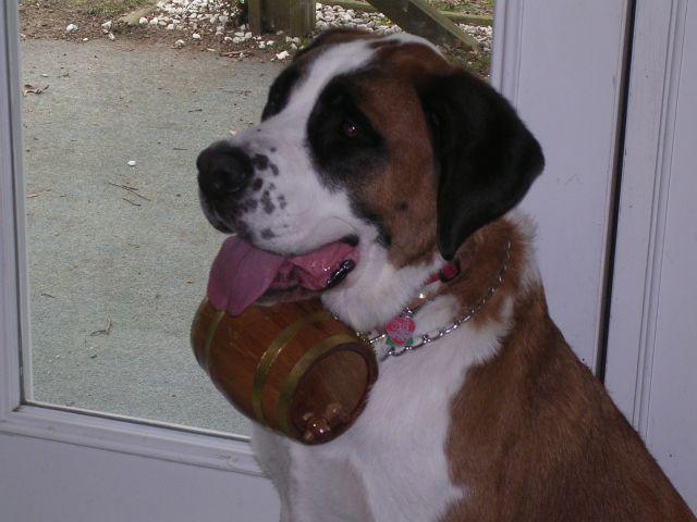 https://images.dog.ceo/breeds/stbernard/n02109525_10417.jpg