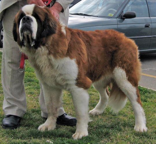 https://images.dog.ceo/breeds/stbernard/n02109525_10545.jpg