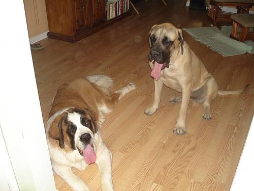 https://images.dog.ceo/breeds/stbernard/n02109525_10743.jpg