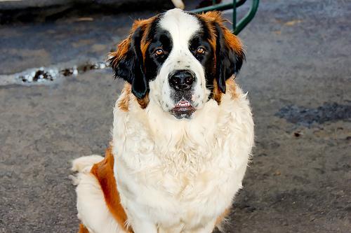 https://images.dog.ceo/breeds/stbernard/n02109525_10792.jpg