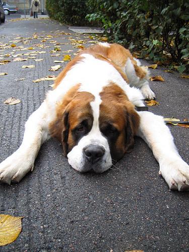 https://images.dog.ceo/breeds/stbernard/n02109525_10908.jpg