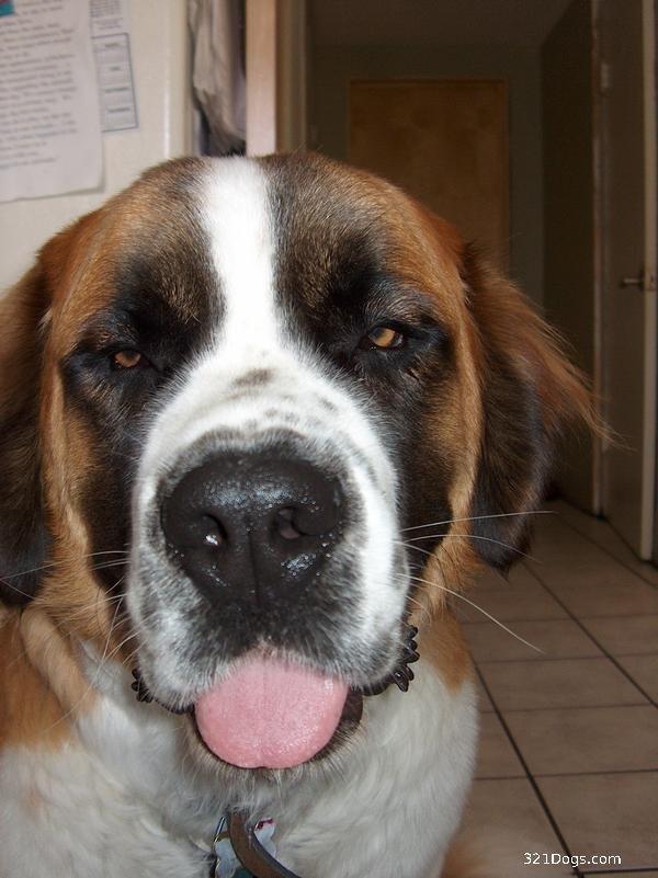 https://images.dog.ceo/breeds/stbernard/n02109525_10960.jpg