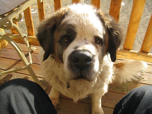 https://images.dog.ceo/breeds/stbernard/n02109525_1100.jpg