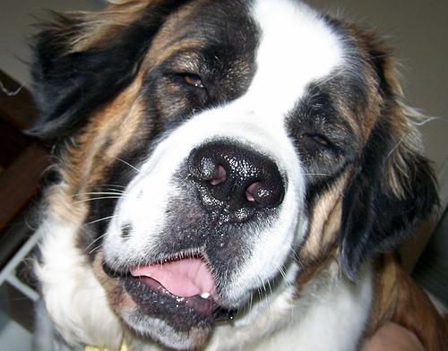 https://images.dog.ceo/breeds/stbernard/n02109525_11285.jpg