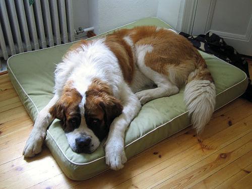 https://images.dog.ceo/breeds/stbernard/n02109525_11444.jpg