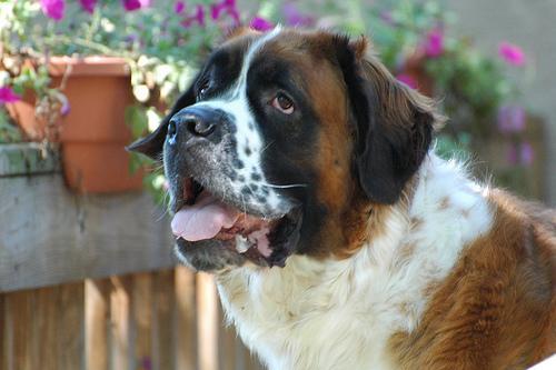 https://images.dog.ceo/breeds/stbernard/n02109525_11747.jpg