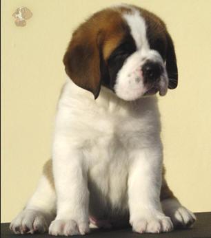 https://images.dog.ceo/breeds/stbernard/n02109525_12041.jpg