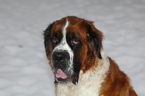 https://images.dog.ceo/breeds/stbernard/n02109525_12155.jpg