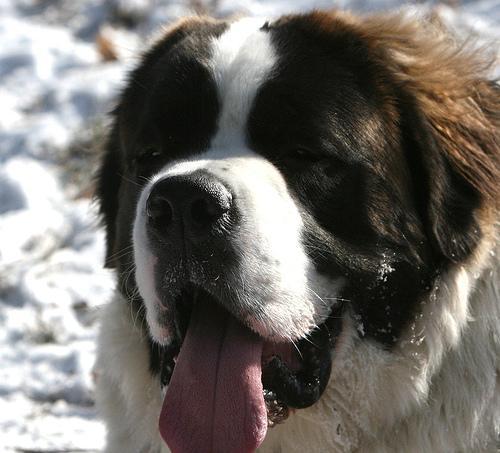 https://images.dog.ceo/breeds/stbernard/n02109525_12610.jpg