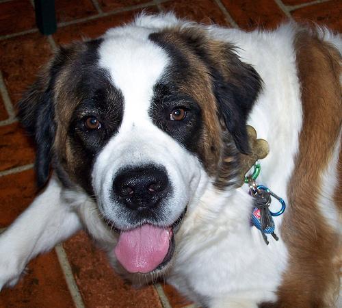 https://images.dog.ceo/breeds/stbernard/n02109525_12641.jpg