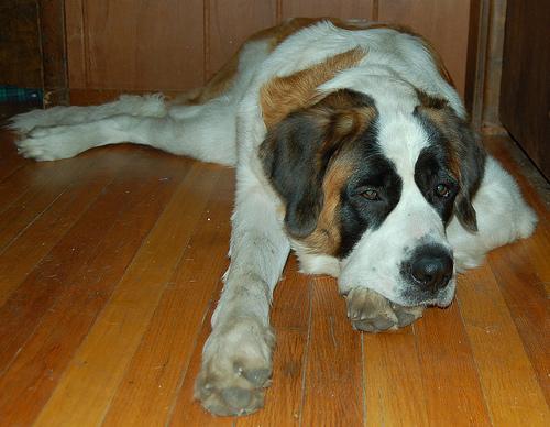 https://images.dog.ceo/breeds/stbernard/n02109525_12736.jpg