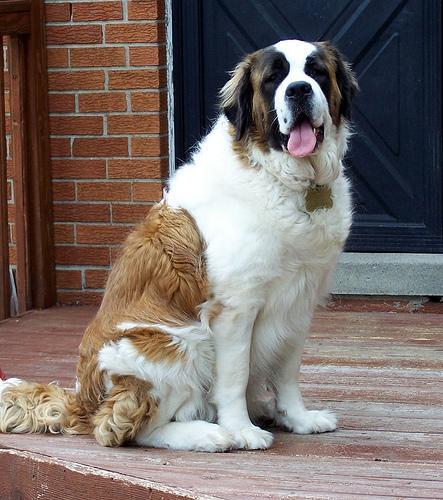 https://images.dog.ceo/breeds/stbernard/n02109525_12875.jpg