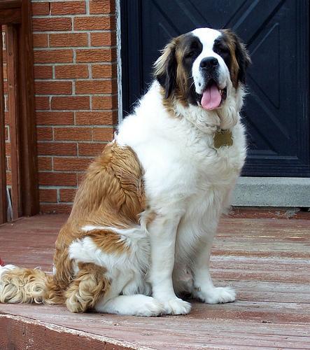 https://images.dog.ceo/breeds/stbernard/n02109525_12875.jpg