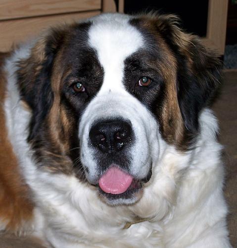 https://images.dog.ceo/breeds/stbernard/n02109525_12937.jpg