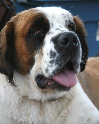 https://images.dog.ceo/breeds/stbernard/n02109525_1314.jpg