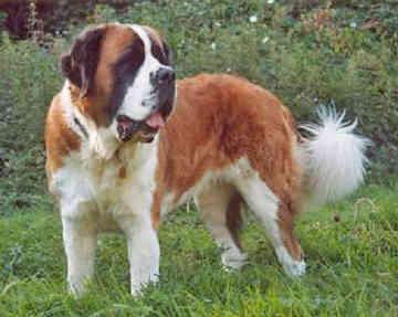 https://images.dog.ceo/breeds/stbernard/n02109525_13146.jpg