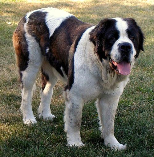 https://images.dog.ceo/breeds/stbernard/n02109525_13154.jpg