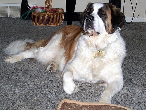 https://images.dog.ceo/breeds/stbernard/n02109525_13230.jpg