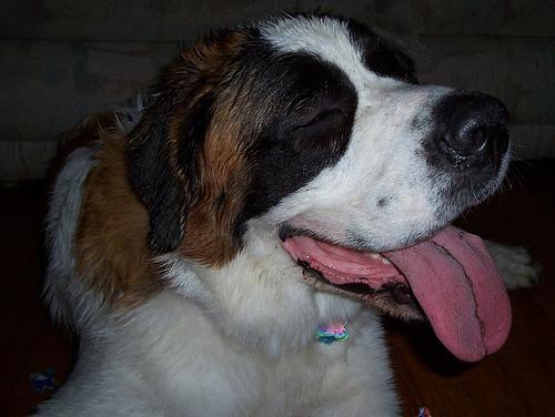 https://images.dog.ceo/breeds/stbernard/n02109525_13356.jpg