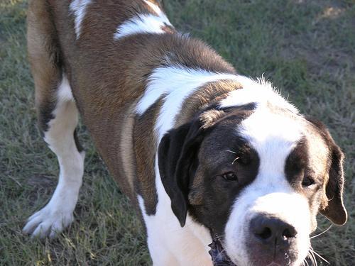 https://images.dog.ceo/breeds/stbernard/n02109525_13410.jpg