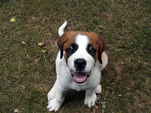 https://images.dog.ceo/breeds/stbernard/n02109525_13420.jpg