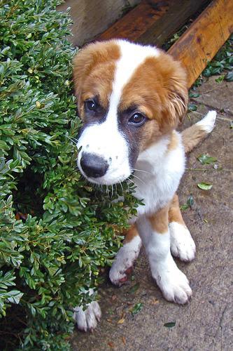 https://images.dog.ceo/breeds/stbernard/n02109525_13580.jpg