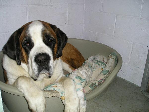 https://images.dog.ceo/breeds/stbernard/n02109525_13627.jpg