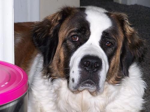 https://images.dog.ceo/breeds/stbernard/n02109525_13702.jpg