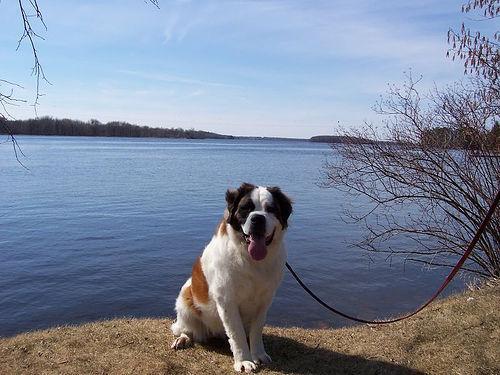 https://images.dog.ceo/breeds/stbernard/n02109525_13794.jpg