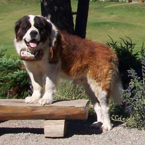 https://images.dog.ceo/breeds/stbernard/n02109525_13988.jpg