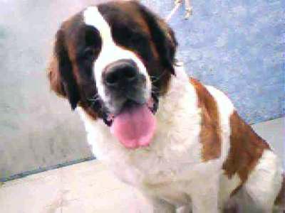 https://images.dog.ceo/breeds/stbernard/n02109525_14198.jpg