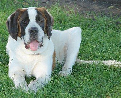 https://images.dog.ceo/breeds/stbernard/n02109525_14297.jpg