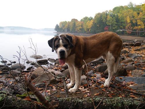 https://images.dog.ceo/breeds/stbernard/n02109525_14676.jpg